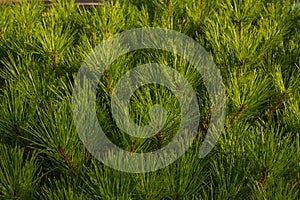 Texture of coniferous tree with green branches with pine needles