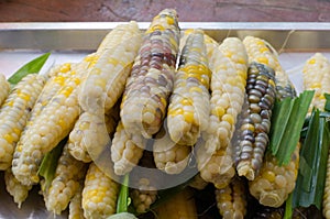 texture of cooked peeled corn pod. There are parti-colored of white, yellow, purple, red,black.