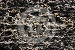 The texture of the coquina macro photo. Beautiful natural background natural shell rock close-up. Spongy structure of