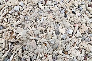 Texture Coral fragments on the beaches background and texture