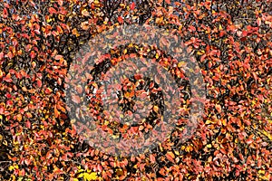 Texture of cotoneaster branches with gold yellow red leaves and black berries on a beautiful blur background is in a park in