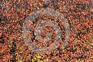 Texture of cotoneaster branches with gold yellow red leaves and black berries on a beautiful blur background is in a park in