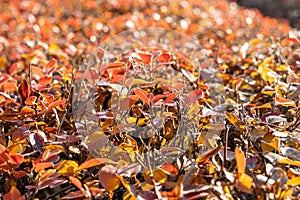 Texture of cotoneaster branches with gold yellow red leaves and black berries with sun light on a beautiful blur