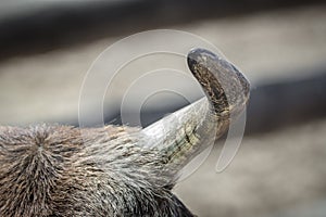 Texture of a cow horn closeup