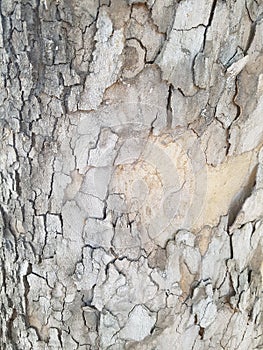 The texture of the cracked bark
