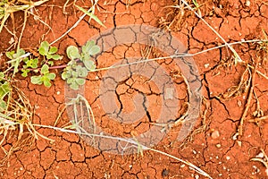 Texture of cracked ground, dry mud with leaves