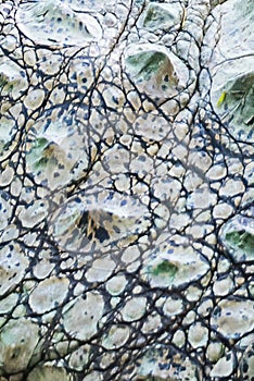 Texture of a crocodile 2