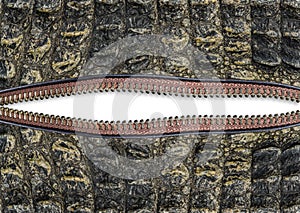 Texture of crocodile leather with a zipper on white background