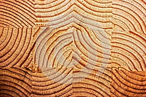 Texture of a cross-section of a pine tree close-up, cross-section of annual rings