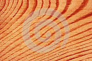 Texture of a cross-section of a pine tree close-up, cross-section of annual rings