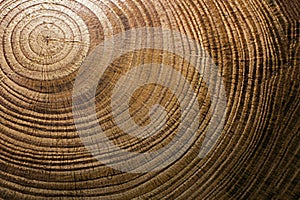 Texture of a cross-section of a pine tree close-up