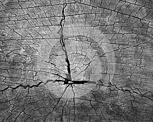 Texture of cross section of a tree trunk