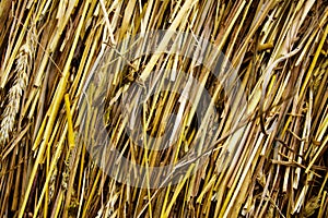 Texture of culm straw photo