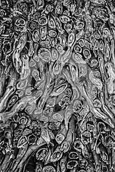 The texture of the cut coconut root.