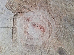 Texture of a cut old tree,annual rings at the cross-section of the tree,Very old vintage wood texture,Background with cross sectio