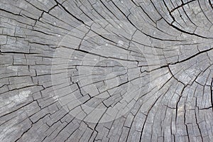 Texture of a cut old tree wood with cracks.