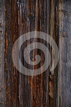 texture of the cut of an old wet tree in the forest after rain
