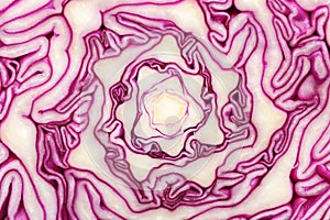 Texture of cut red cabbage, closeup