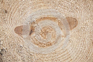 The texture of the cut tree close-up