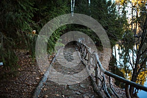 Texture cut of tree. The stump on the ground is covered with pine needles and leaves.