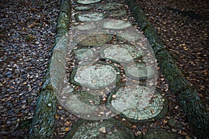 Texture cut of tree. The stump on the ground is covered with pine needles and leaves.