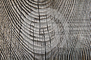 Texture of cut very old wood.