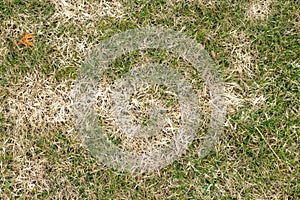 Texture of damaged lawn, grass. Dead grass, dry withered lawn during. Green and yellow grass due to poor maintenance, lack of