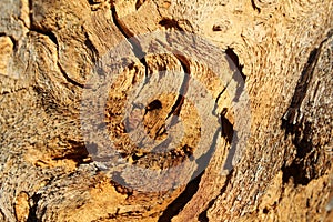 Texture of damaged pine bark on a dry tree in the forest