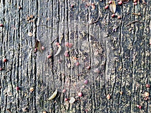 the texture of the damp cement road can be used for background