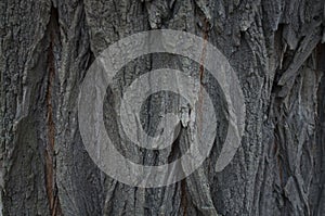 Texture dark acacia old bark