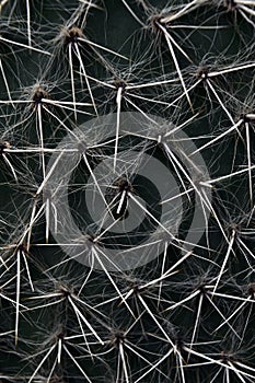 Texture with dark-green cactus surface