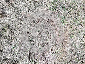 Texture of dead grass field