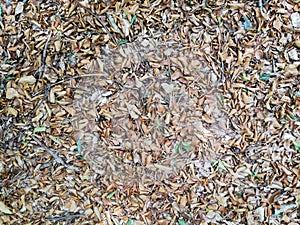 Texture of dead grass field