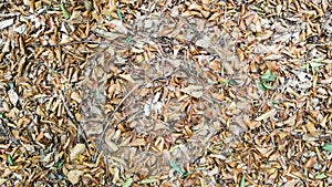 Texture of dead grass field