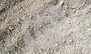 Texture of dead grass field