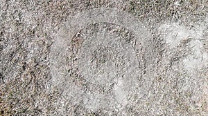 Texture of dead grass field