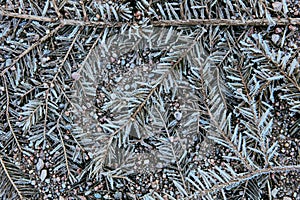 Texture of dead plants, fir branches on side of rural road. photo