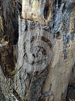 texture of a dead tree bark