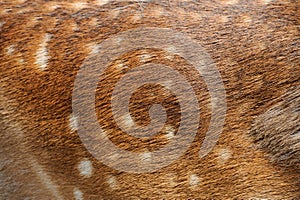 Texture deer fur