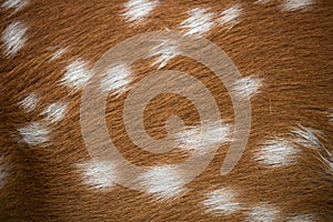 Texture of deer fur