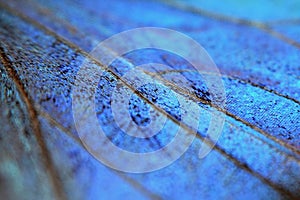 Texture - detail of butterfly wing