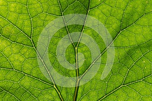 Texture detail and pattern of a plant leaf fig veins are the similar structure to tree