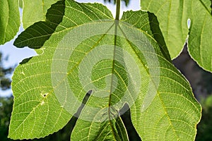 texture detail and pattern of a plant leaf fig veins are the similar structure to tree