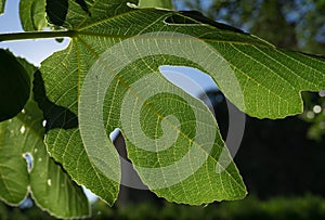 texture detail and pattern of a plant leaf fig veins are the similar structure to tree