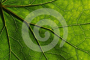 Texture detail and pattern of a plant leaf fig veins are the similar structure to tree