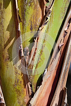 Texture and detail of a trunk of the banana tree