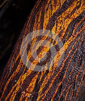 Texture details and asymmetrical pattern of a tree root.