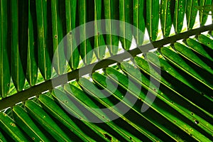 Texture details coconut palm tree leaf in backlight, abstract beautiful natural background