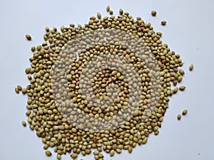 Texture of Dhaniya Seeds. Heap of a Coriander or Dhania Seeds  in a white Background