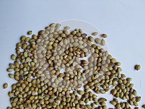 Texture of Dhaniya Seeds. Heap of a Coriander or Dhania Seeds  in a white Background